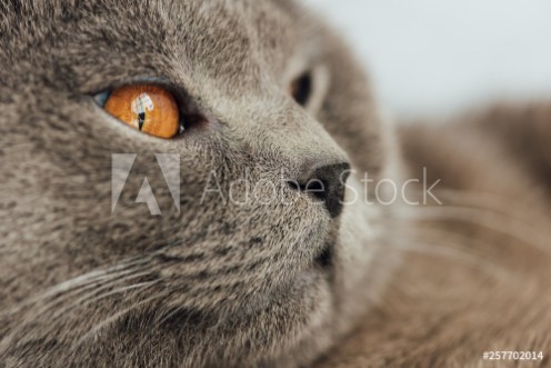 Bild på Partial view of adorable scottish fold cat looking away